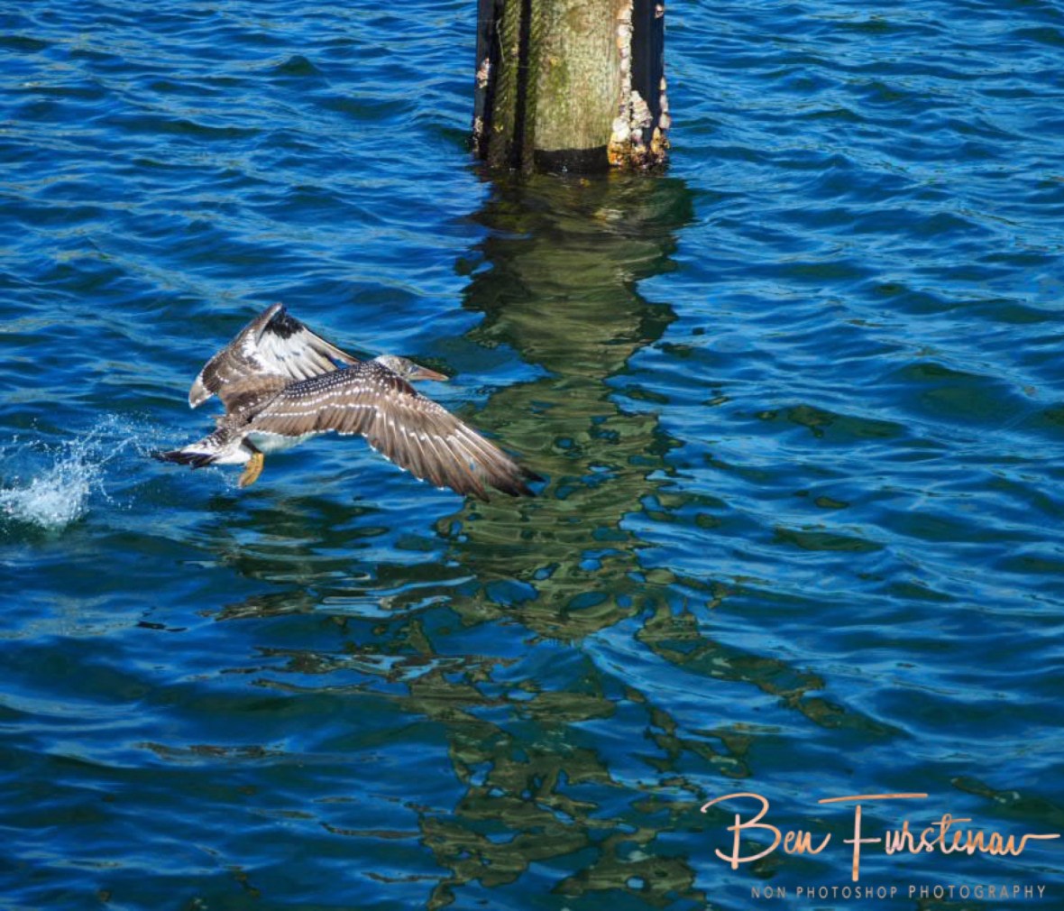Marvellous experience @ Crowdy Head, Northern New South Wales, Australia