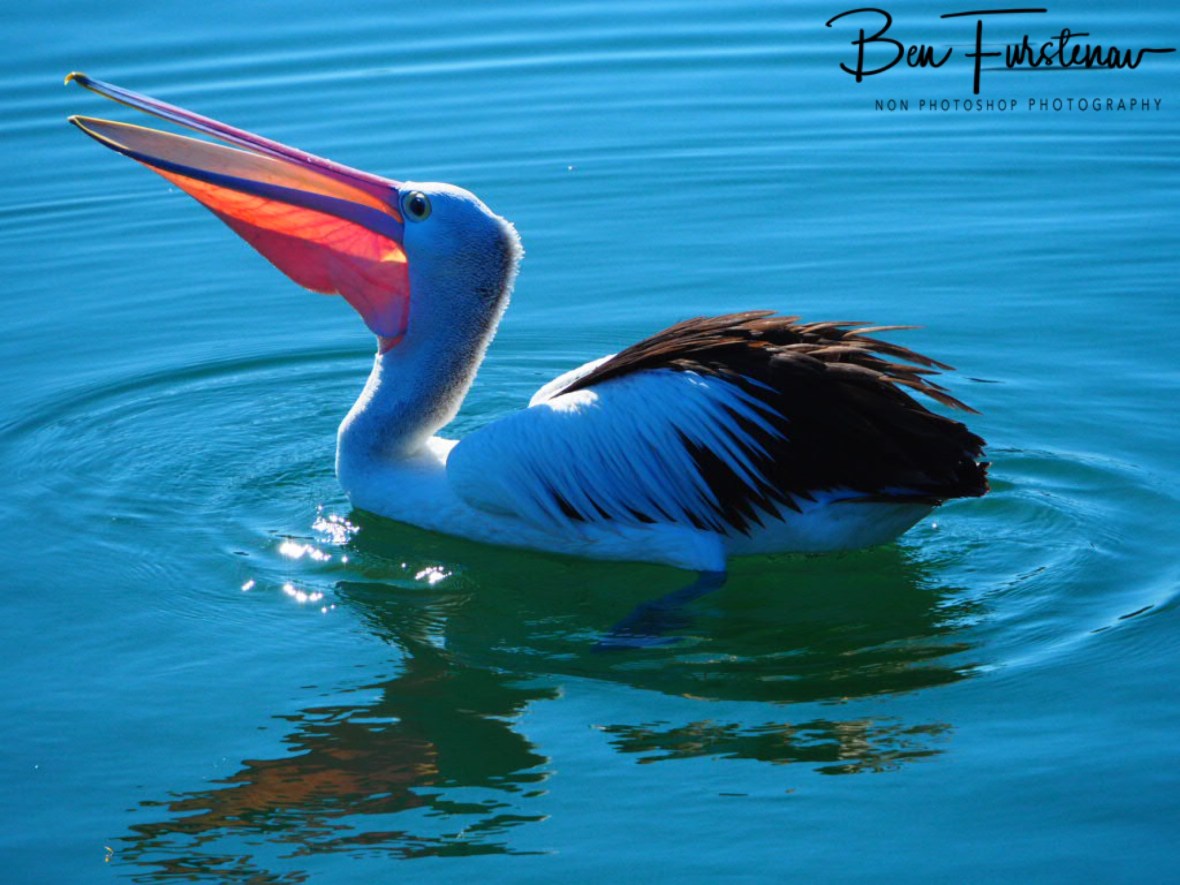 Navy moves in @ Crowdy Head, Northern New South Wales, Australia 