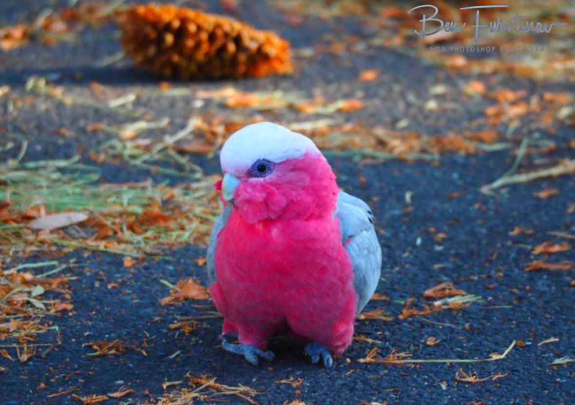 Happy Chappy! @ Evans Head, Northern New South Wales, Australia 