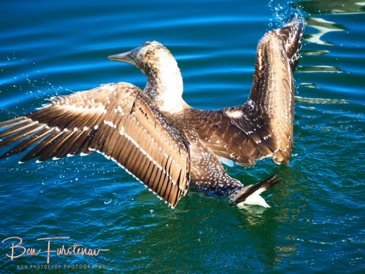 Shake it @ Crowdy Head, Northern New South Wales, Australia