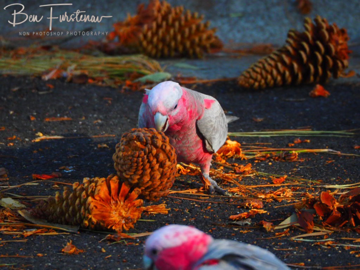 Neck rolling @ Evans Head, Northern New South Wales, Australia 