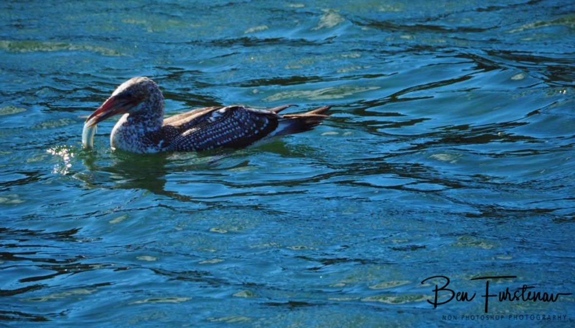 Seabird vs baitfish @ Crowdy Head, Northern New South Wales, Australia 