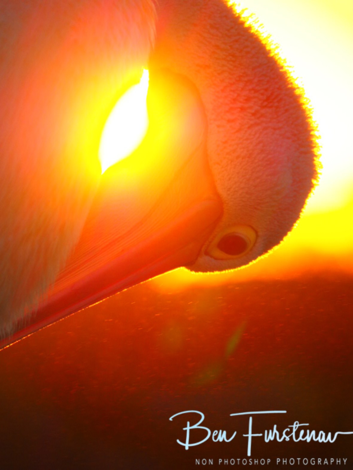 Looking for a perfect photo @ Crowdy Head, Northern New South Wales, Australia 