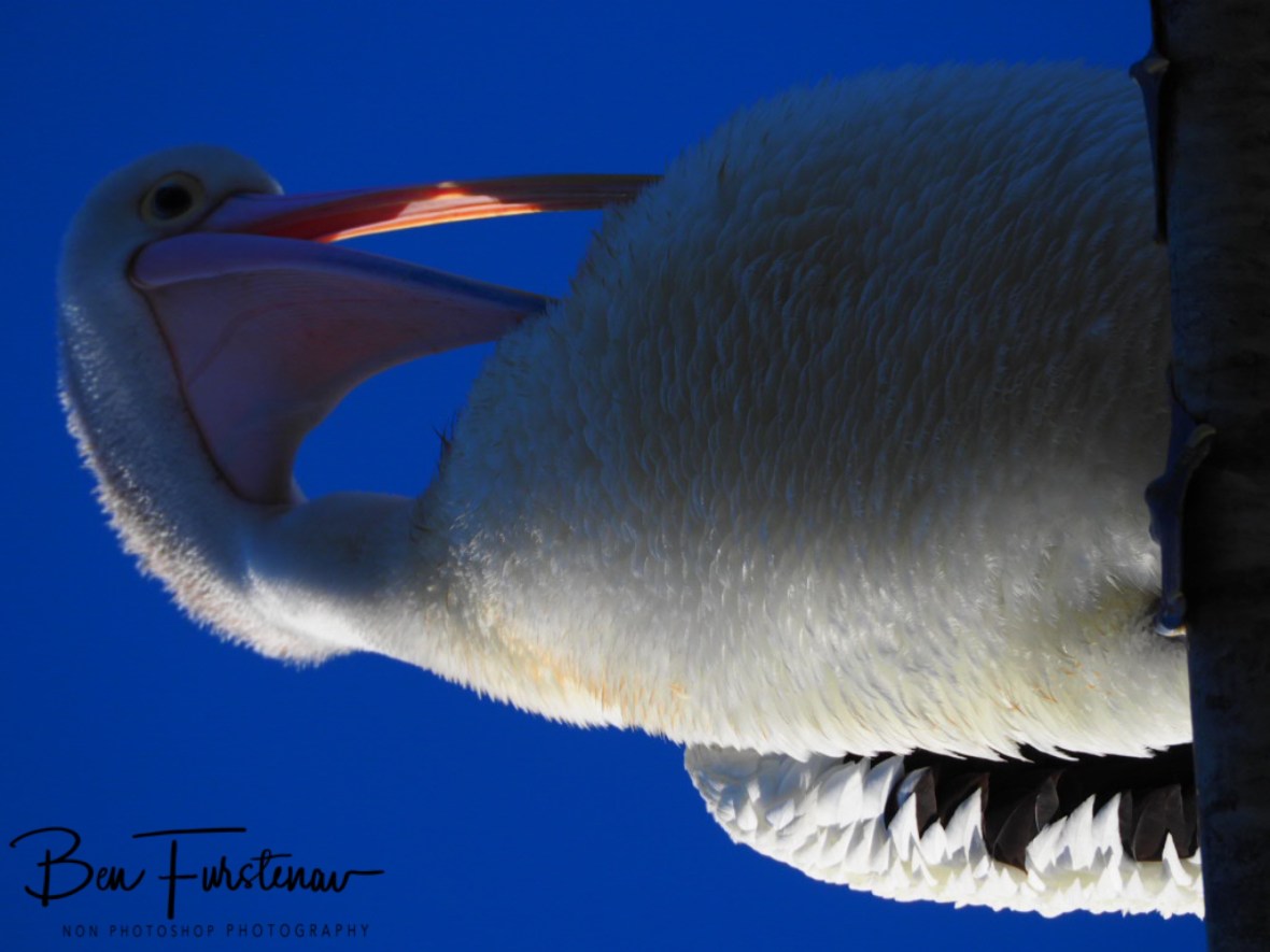 Wide eyes reflex @ Evans Head, Northern New South Wales, Australia 