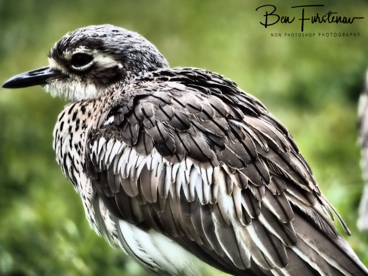 Gown pattern @ Babinda Boulders, Northern Tropical Queensland, Australia 