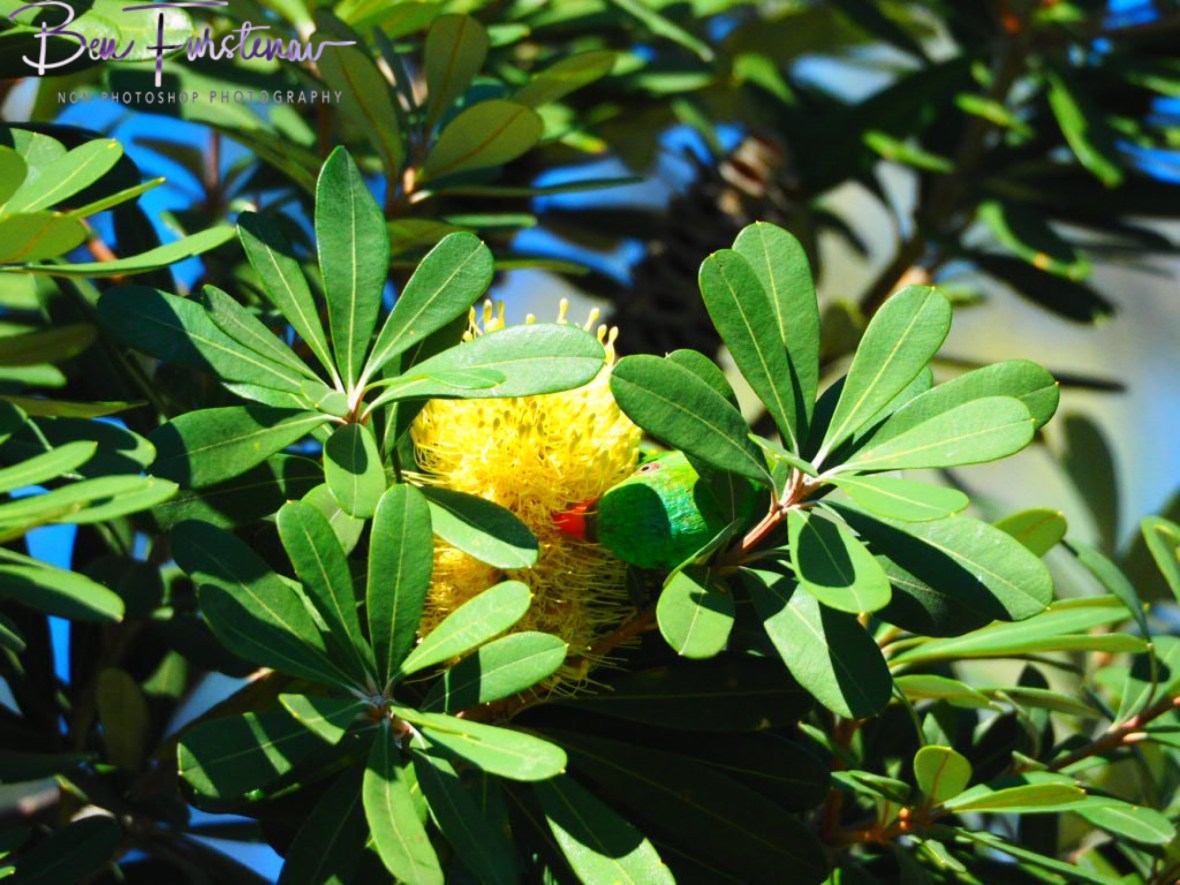 Spot the parrot @ Crowdy Head, Northern New South Wales, Australia 