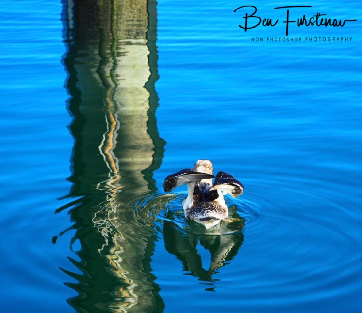 Wing reflections @ Crowdy Head, Northern New South Wales, Australia