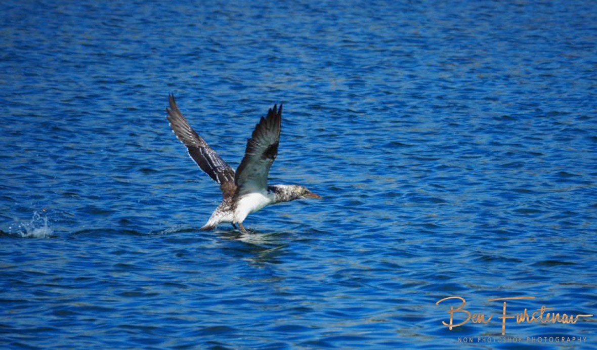 Feet slapping @ Crowdy Head, Northern New South Wales, Australia