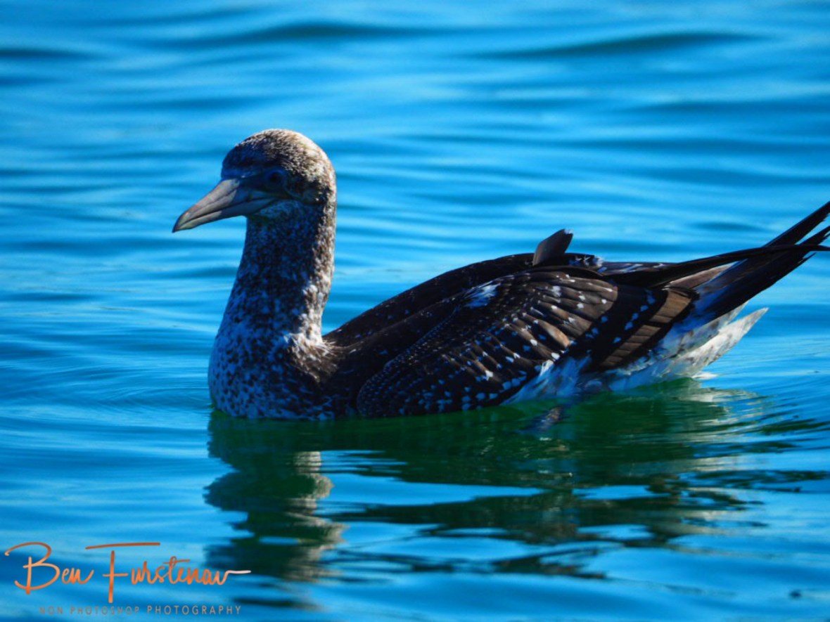 Minding it’s own business @ Crowdy Head, Northern New South Wales, Australia 