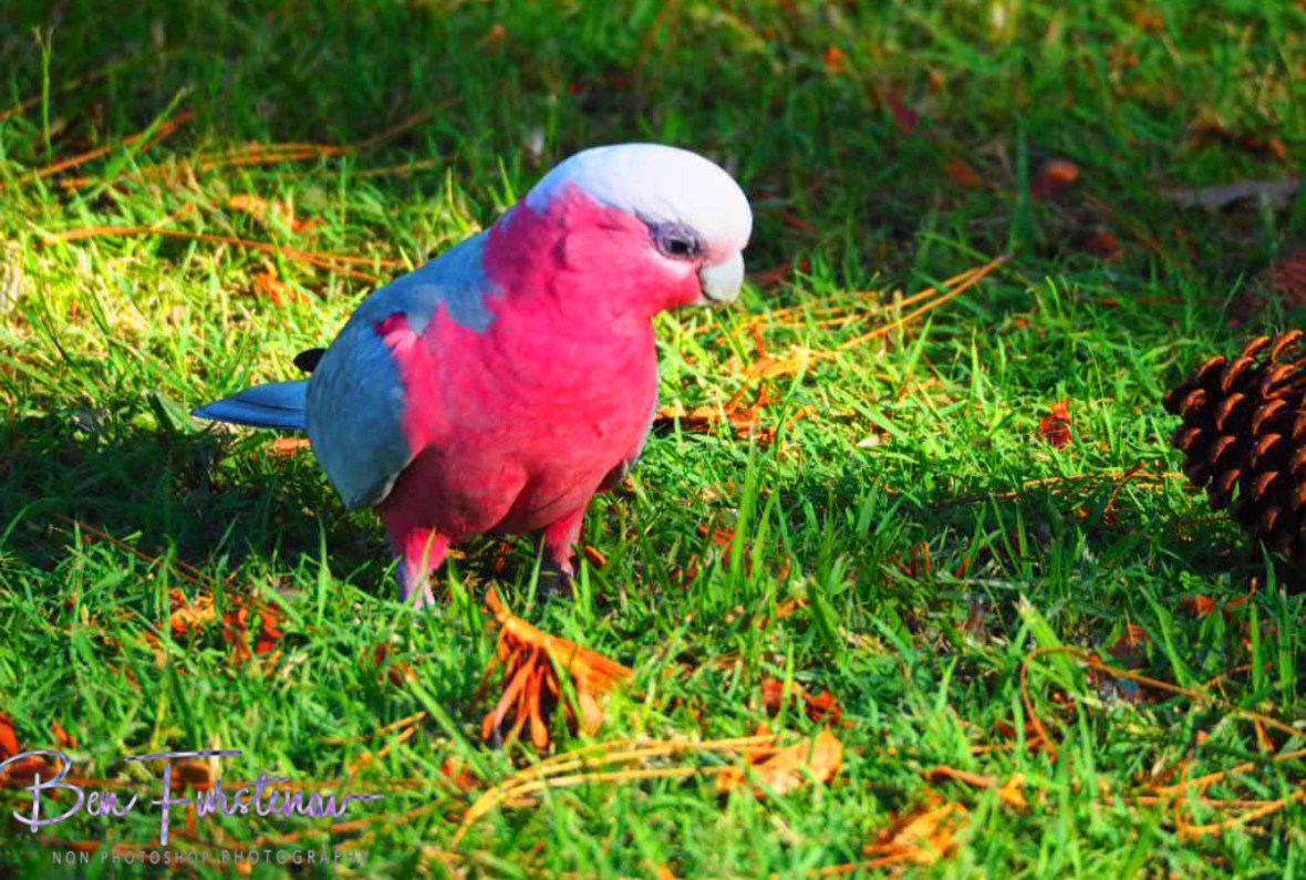 Happy tosser @ Evans Head, Northern New South Wales, Australia 