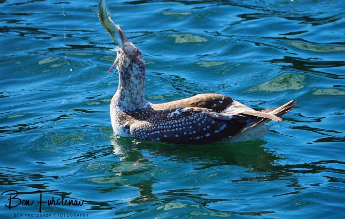 Unexpected complications @ Crowdy Head, Northern New South Wales, Australia 