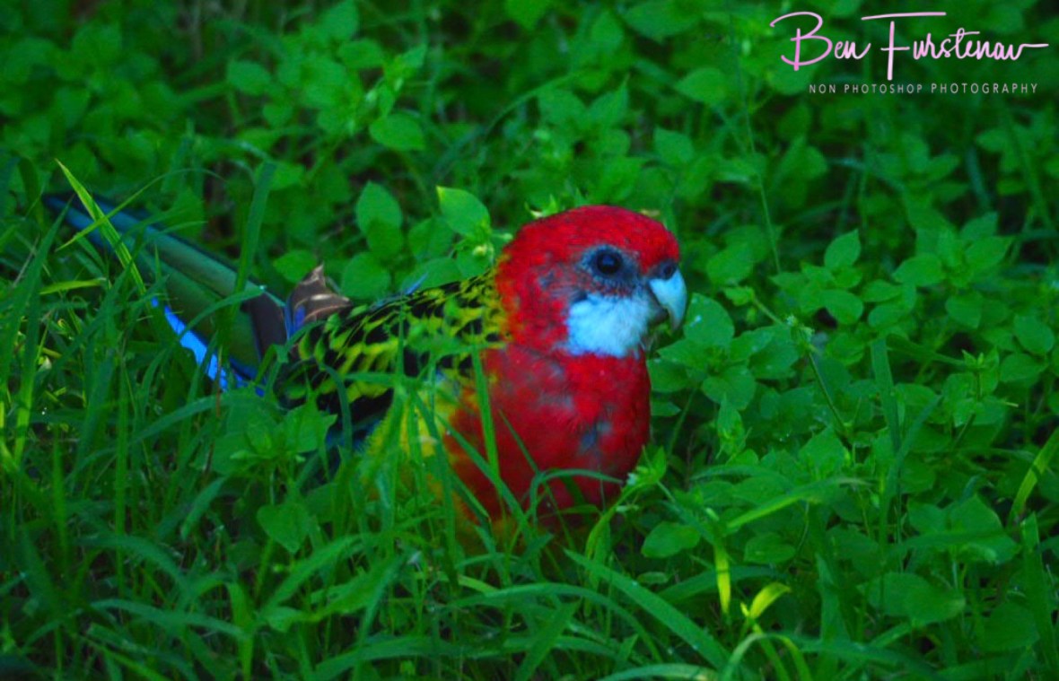Rosella youngster @ Hat Head, Northern New South Wales, Australia