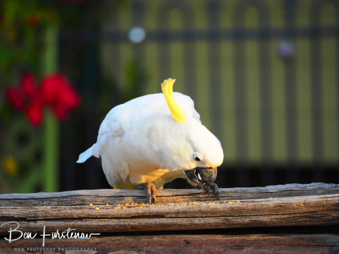 Feeding frenzy @ Central Queensland, Australia 
