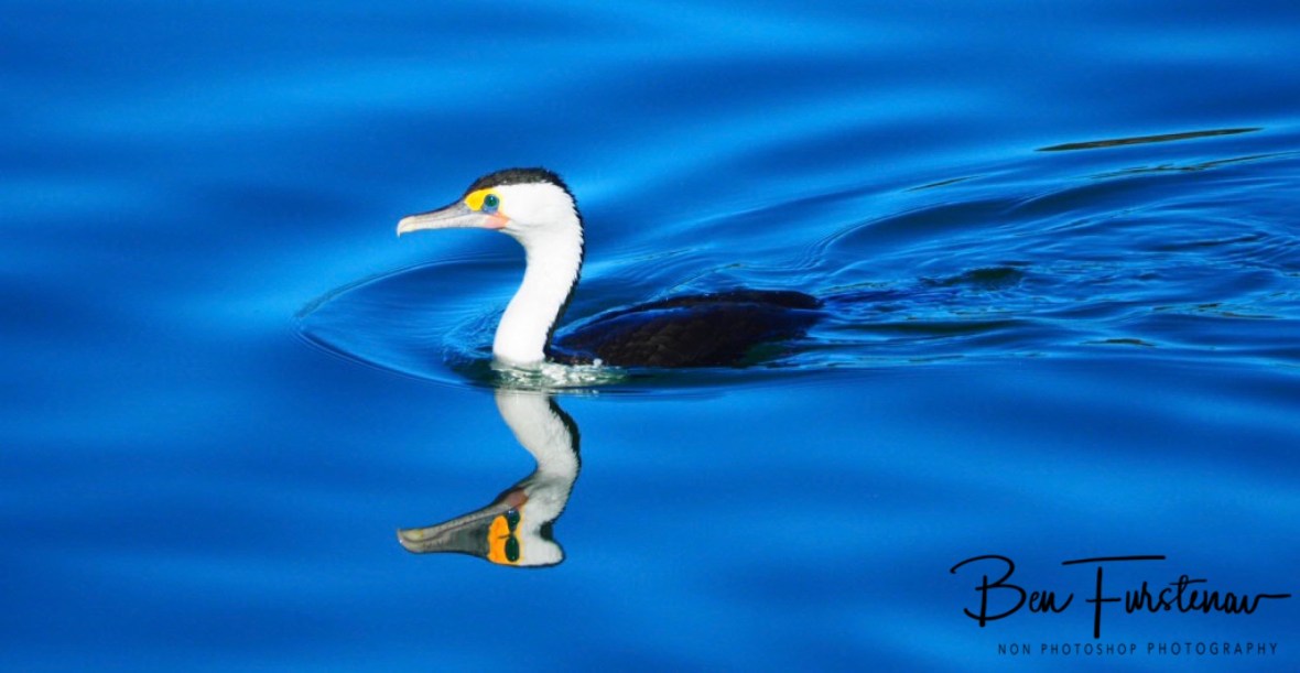 Shaggy reflections @ Crowdy Head, Northern New South Wales, Australia
