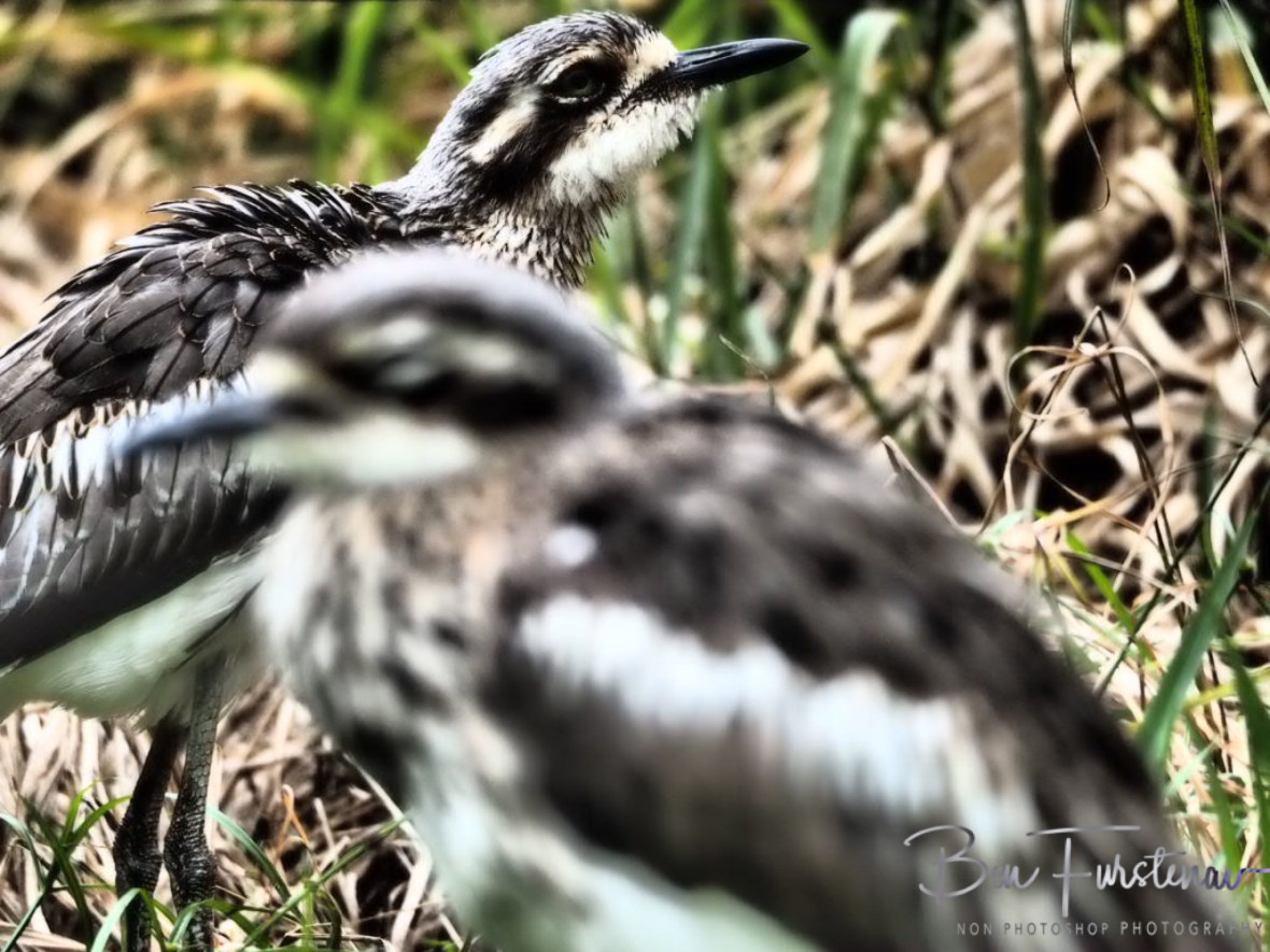Blending in @ Babinda Boulders, Northern Tropical Queensland, Australia 