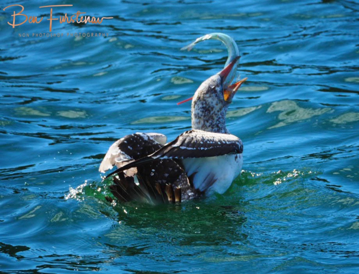 Pin-pointing @ Crowdy Head, Northern New South Wales, Australia 