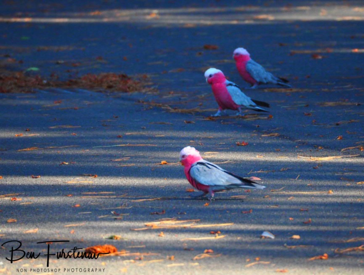 Spectators arrive @ Evans Head, Northern New South Wales, Australia 