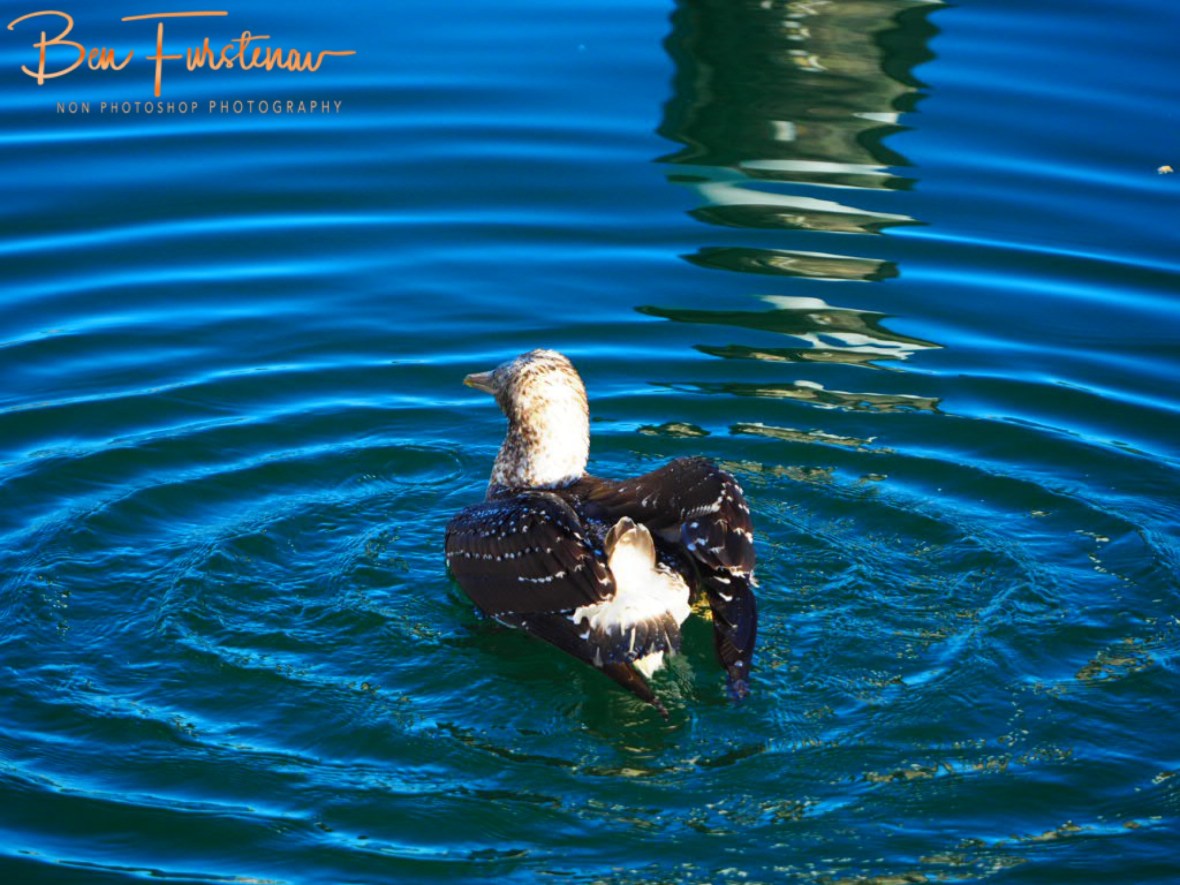 Thick gown @ Crowdy Head, Northern New South Wales, Australia