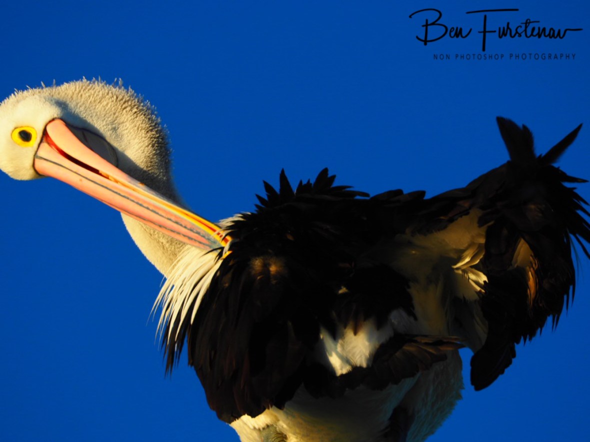 Itchy and scratchy @ Evans Head, Northern New South Wales, Australia 