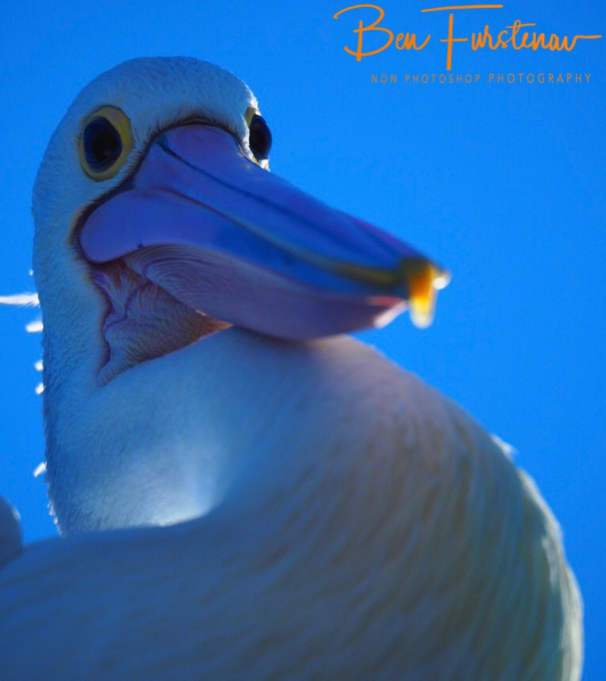 Curious looks @ Crowdy Head, Northern New South Wales, Australia 