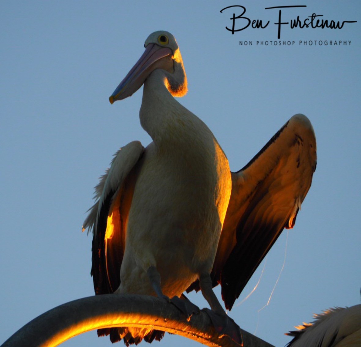 Odd behaviour? @ Evans Head, Northern New South Wales, Australia 