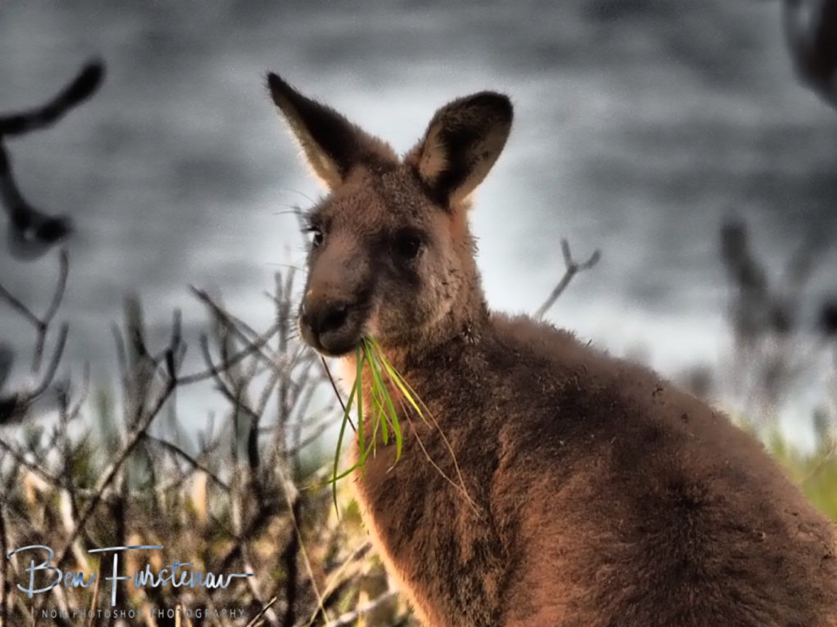 Cousin Joe @ Hat Head, Northern New South Wales, Australia
