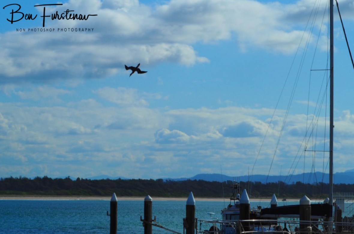 Kamikaze @ Crowdy Head, Northern New South Wales, Australia 