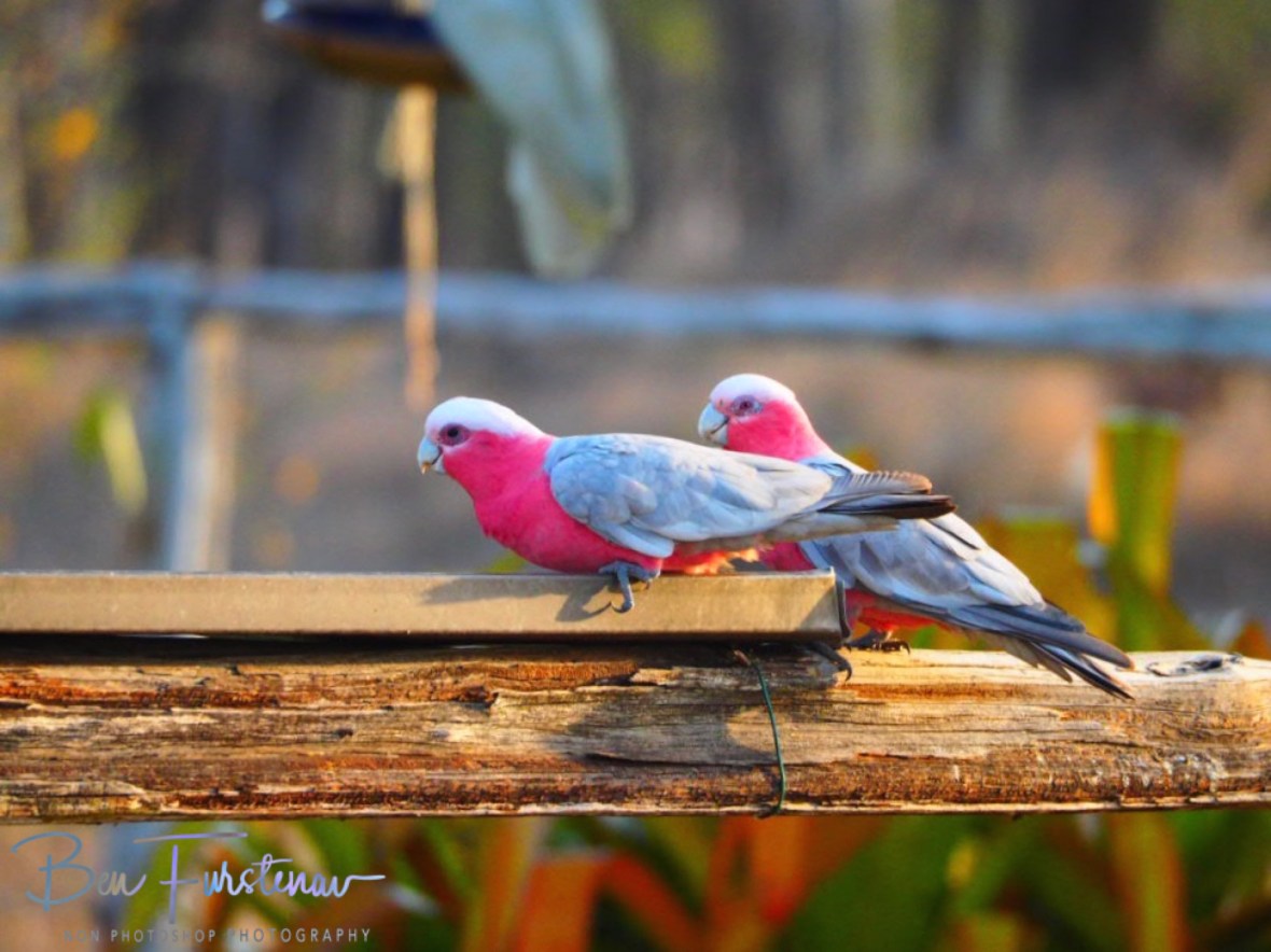 Galahs moving in @ Central Queensland, Australia 