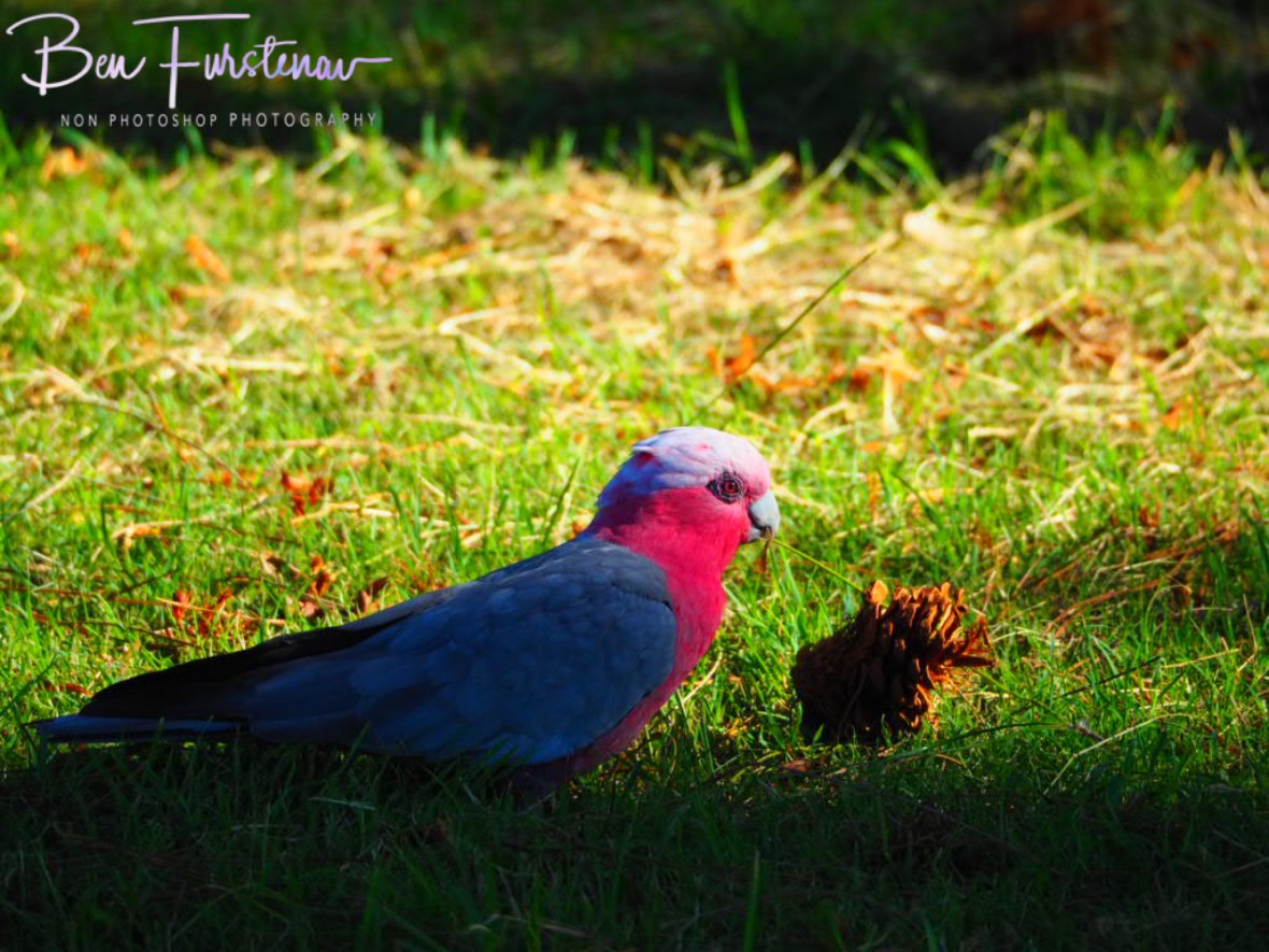 Room for improvements @ Evans Head, Northern New South Wales, Australia 