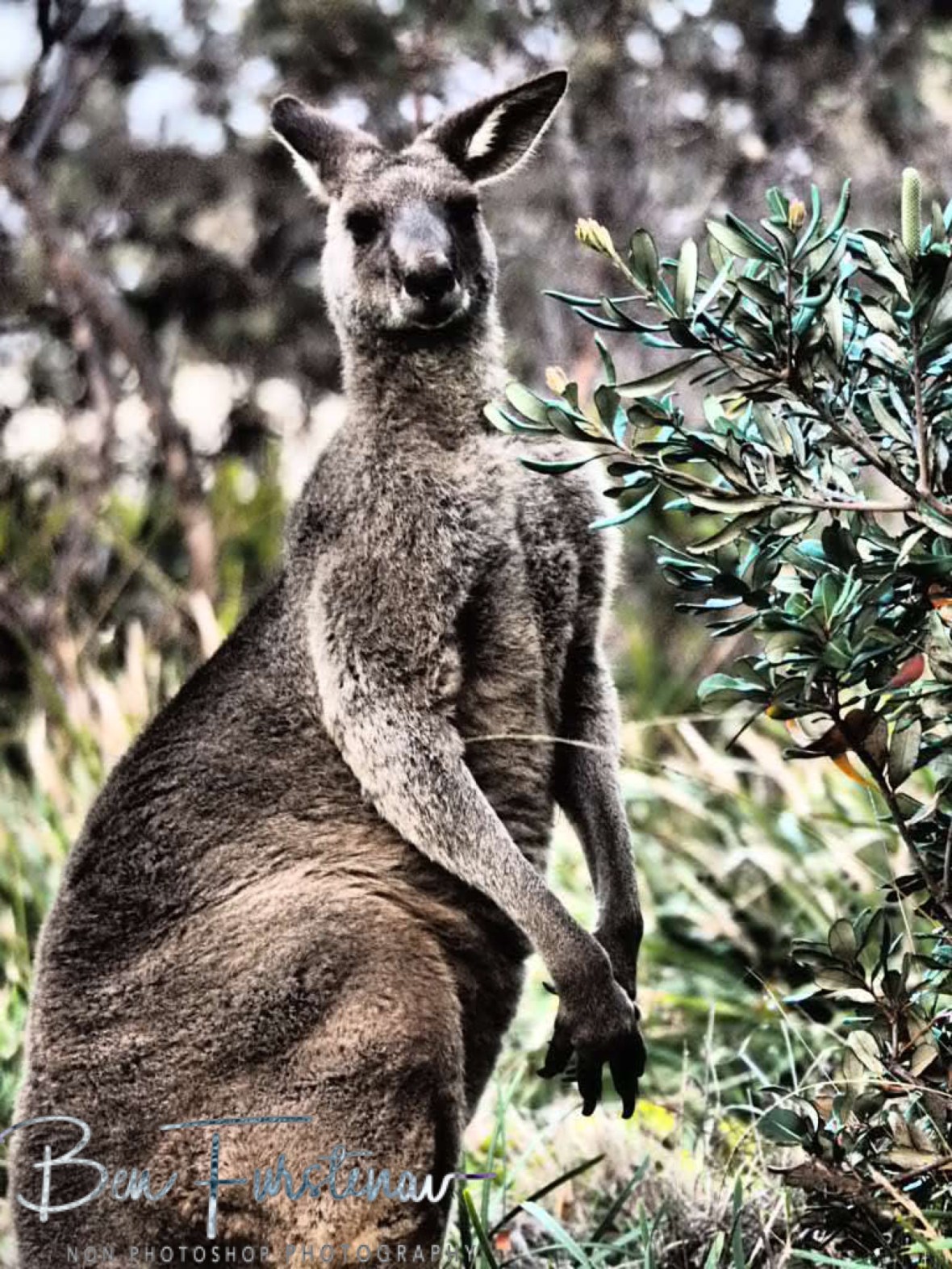 Big buck @ Hat Head, Northern New South Wales, Australia