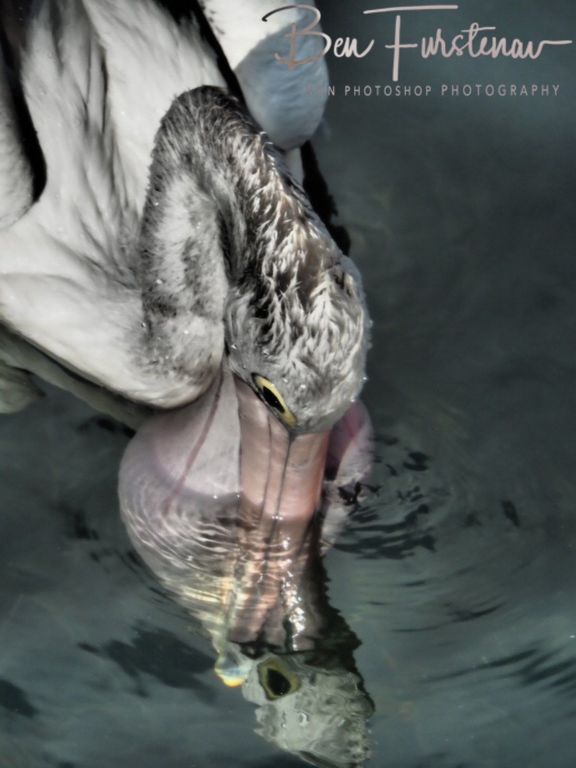 Penny for a though! @ Woy Woy, Central Coast, New South Wales, Australia 