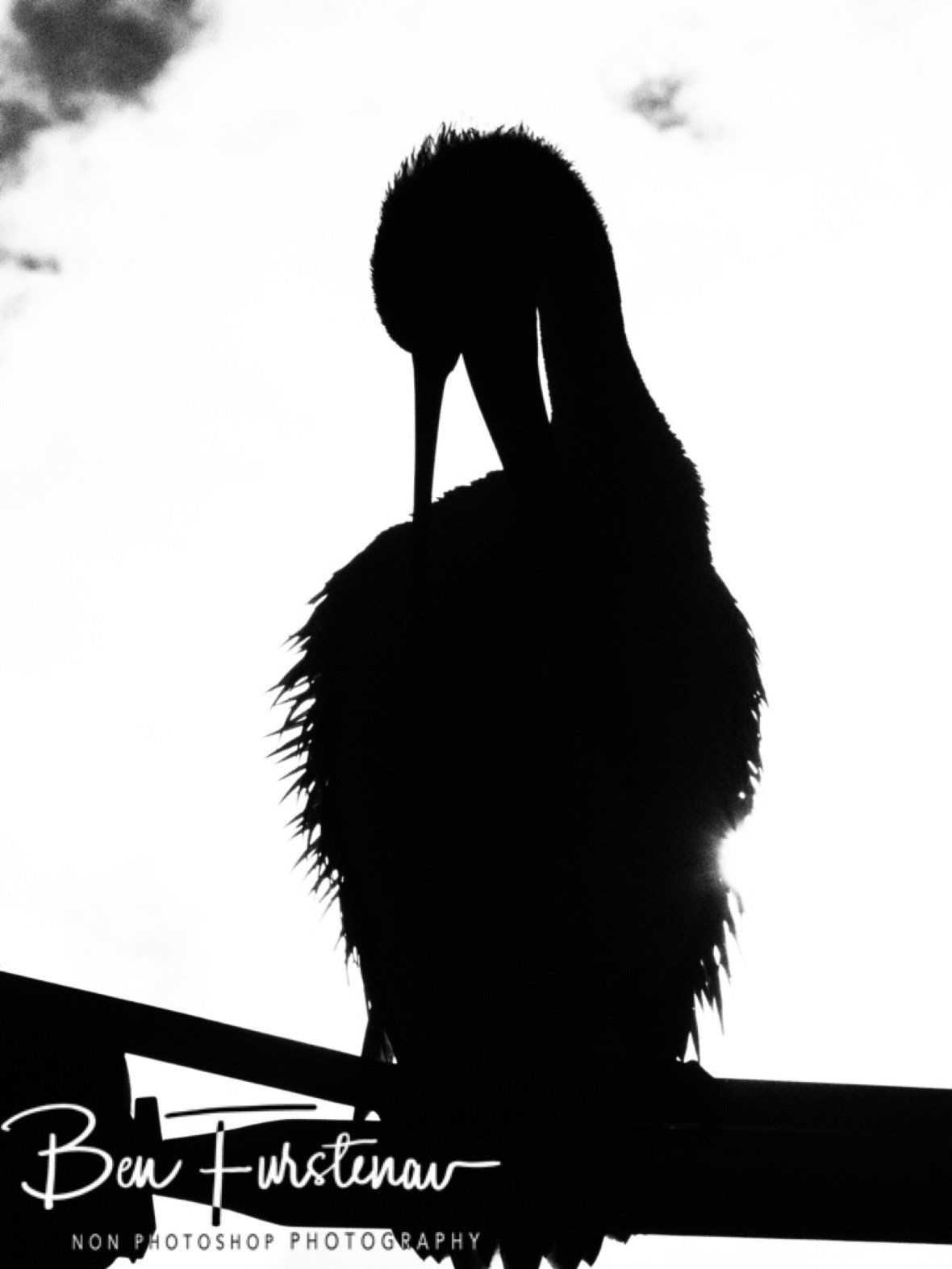 Silhouette @ Crowdy Head, Northern New South Wales, Australia 