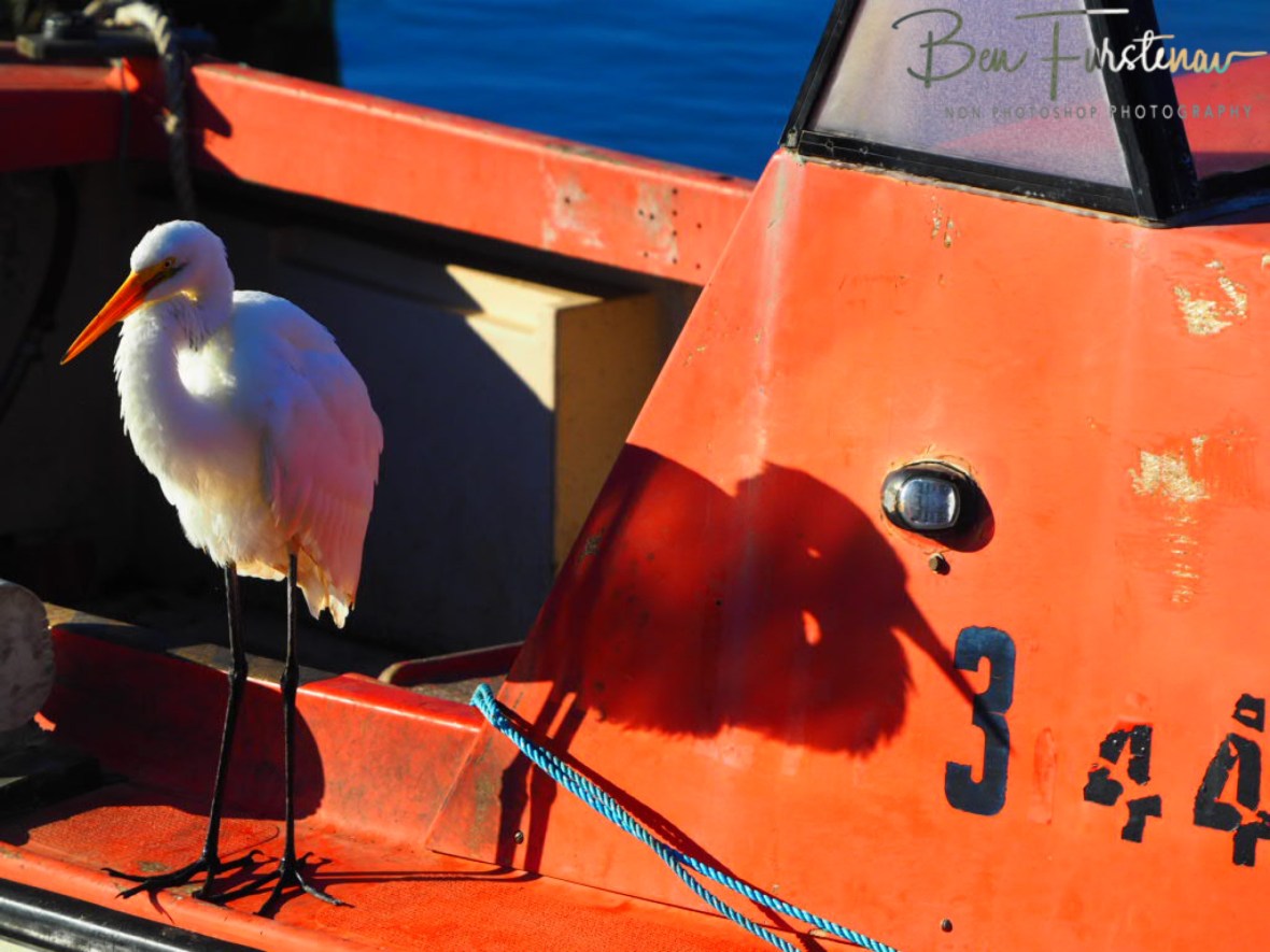 Heron retreat @ Crowdy Head, Northern New South Wales, Australia 