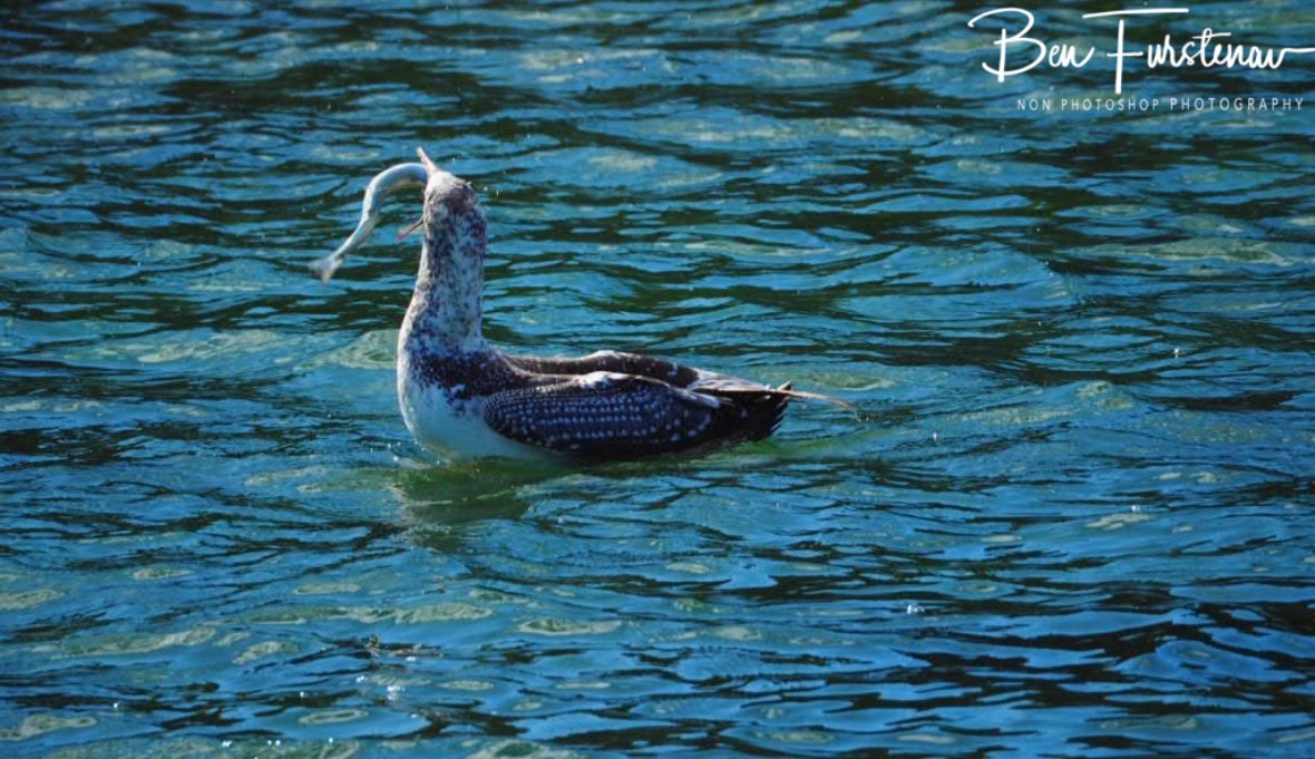 The wiggler @ Crowdy Head, Northern New South Wales, Australia 