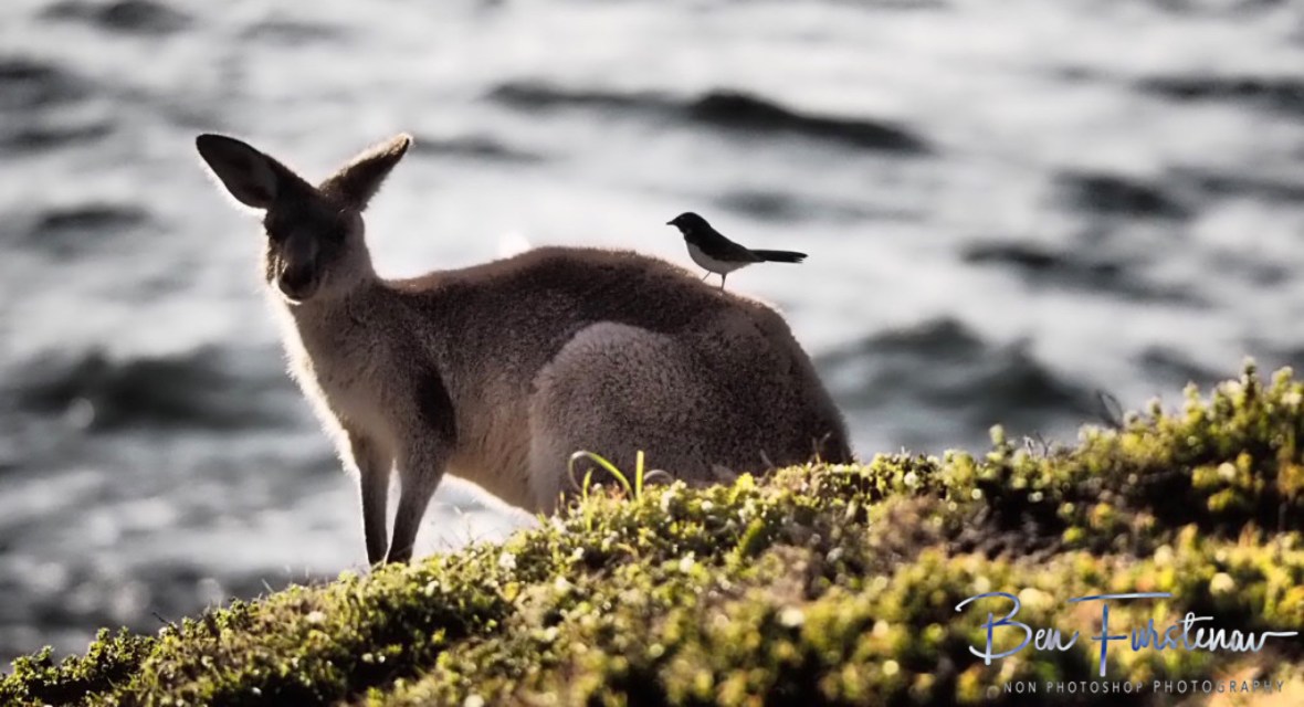 Best mates @ Hat Head, Northern New South Wales, Australia