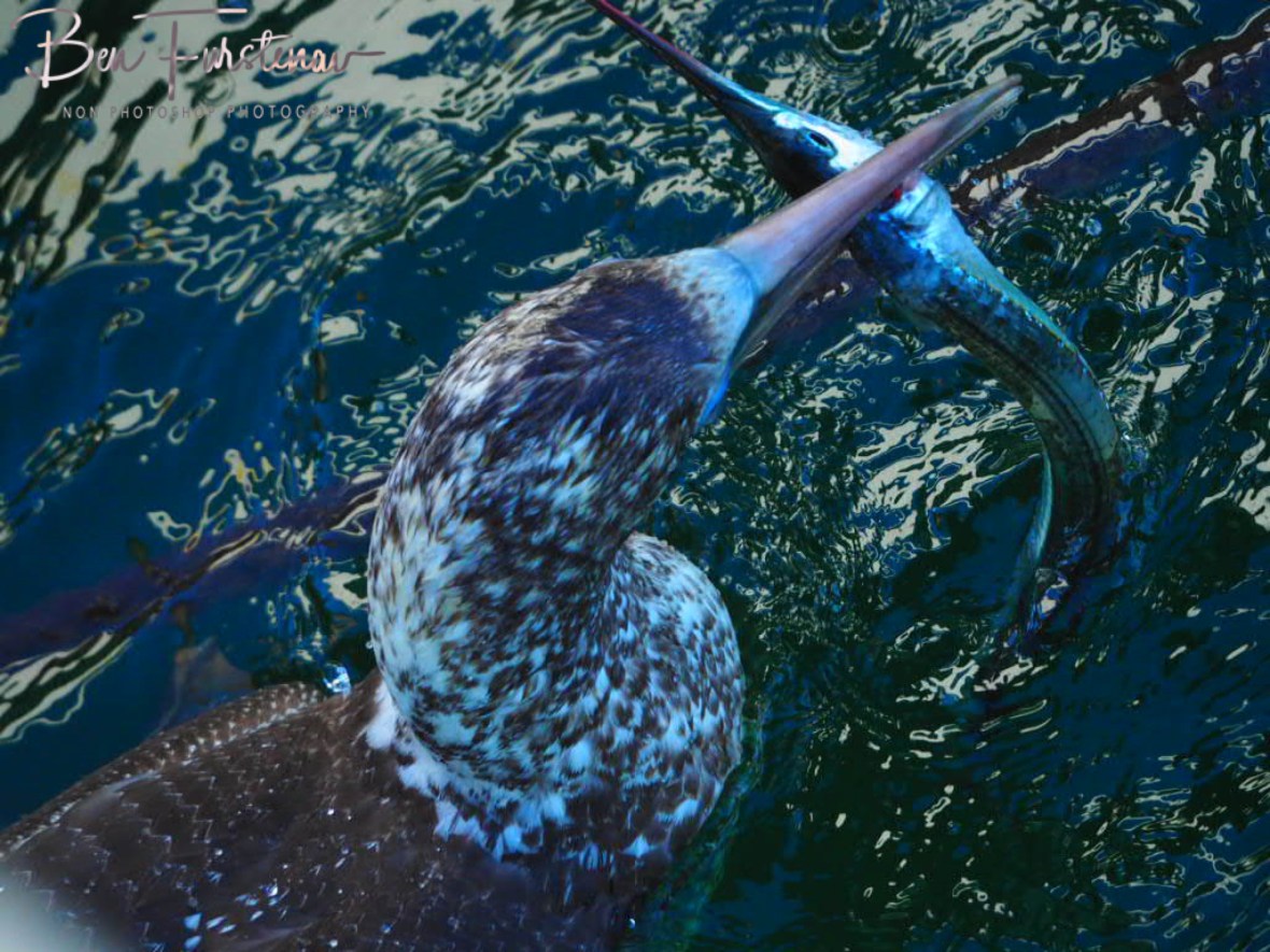Gar-Garfish @ Crowdy Head, Northern New South Wales, Australia 