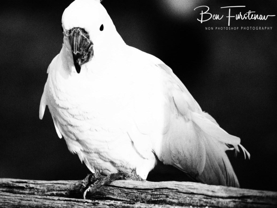 Classic memorabilia @ Central Queensland, Australia 