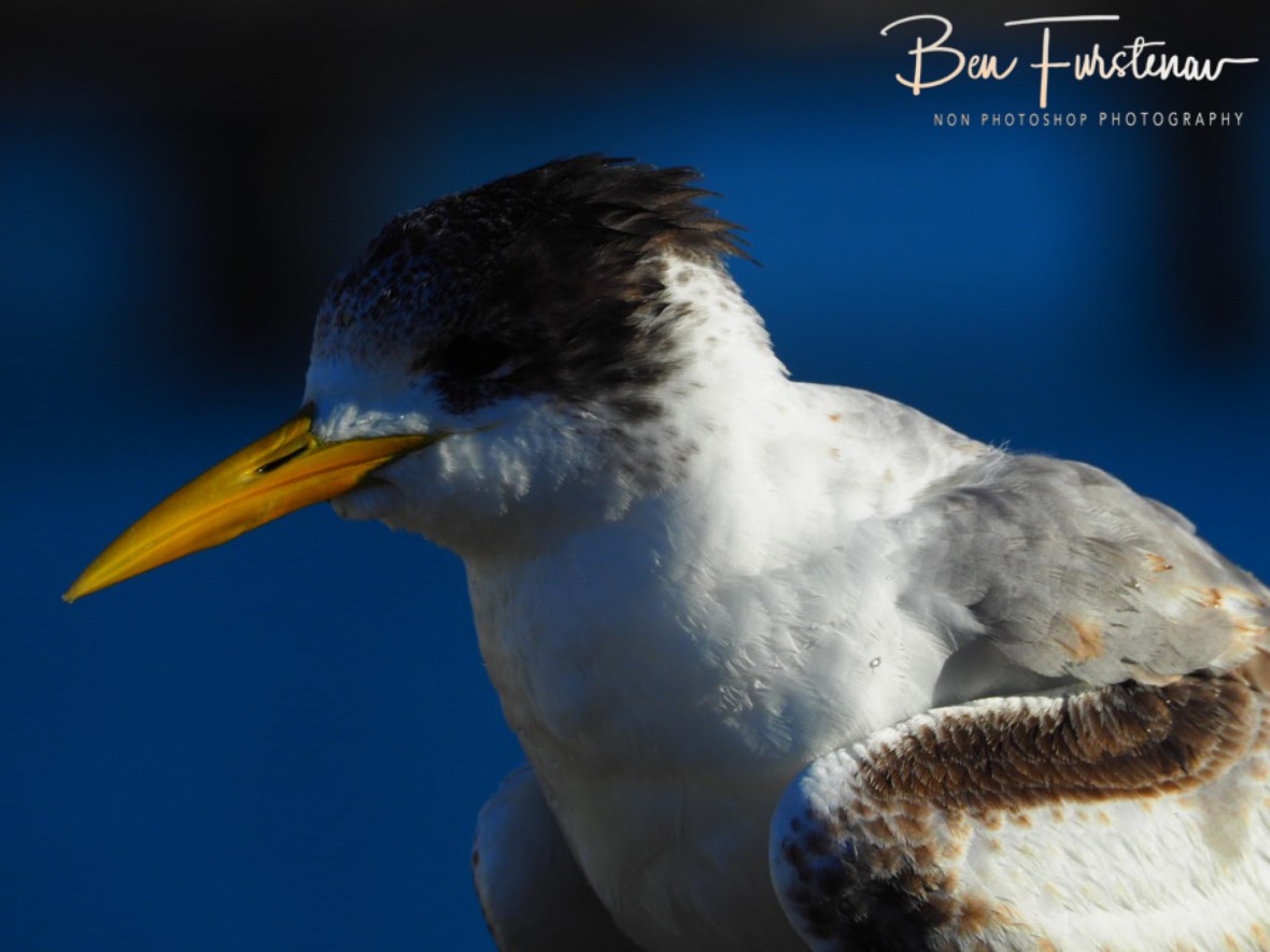 Look me in the eyes @ Crowdy Head, Northern New South Wales, Australia 