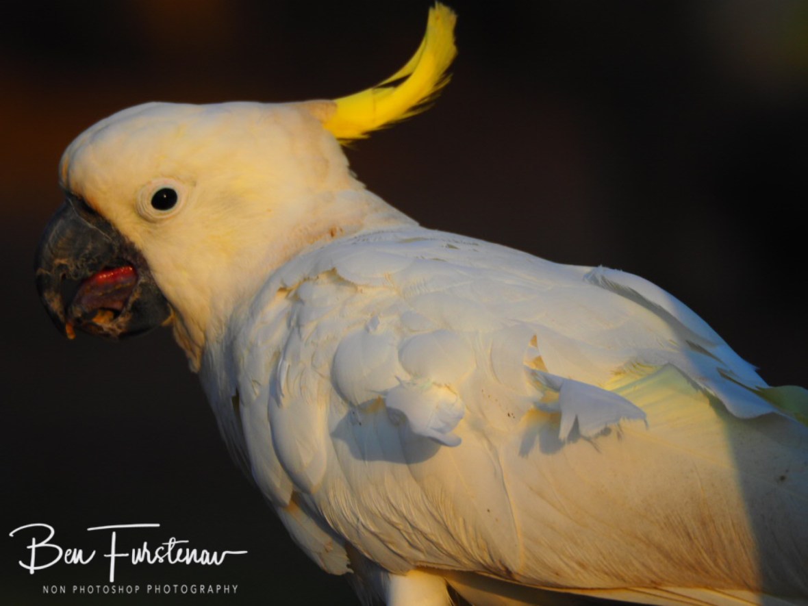 Tongue action @ Central Queensland, Australia 
