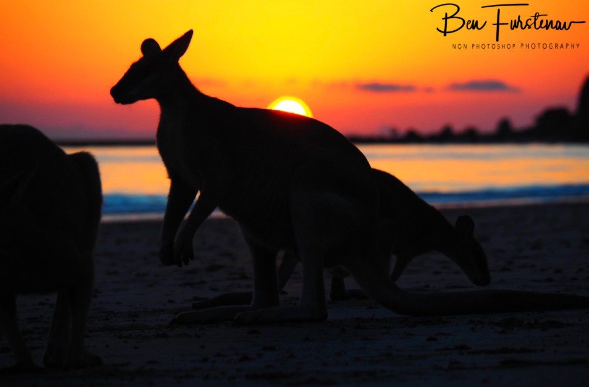 Silhouette  @ Cape Hillsborough, Tropical Northern Tropical, Australia 