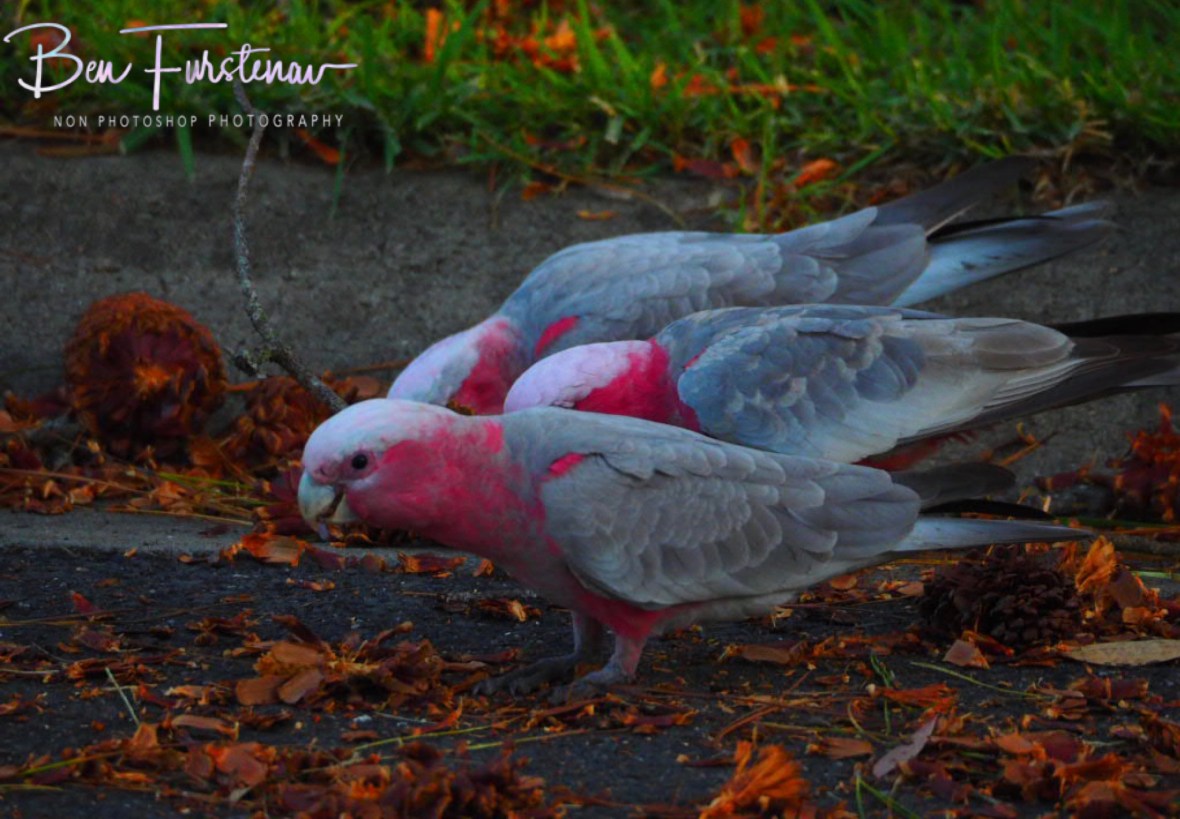 Plenty of crackling @ Evans Head, Northern New South Wales, Australia 