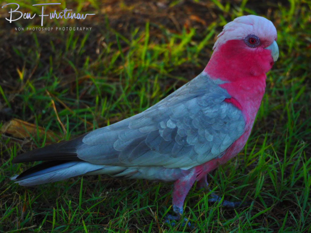 A legend in his own lunchbox @ Evans Head, Northern New South Wales, Australia 