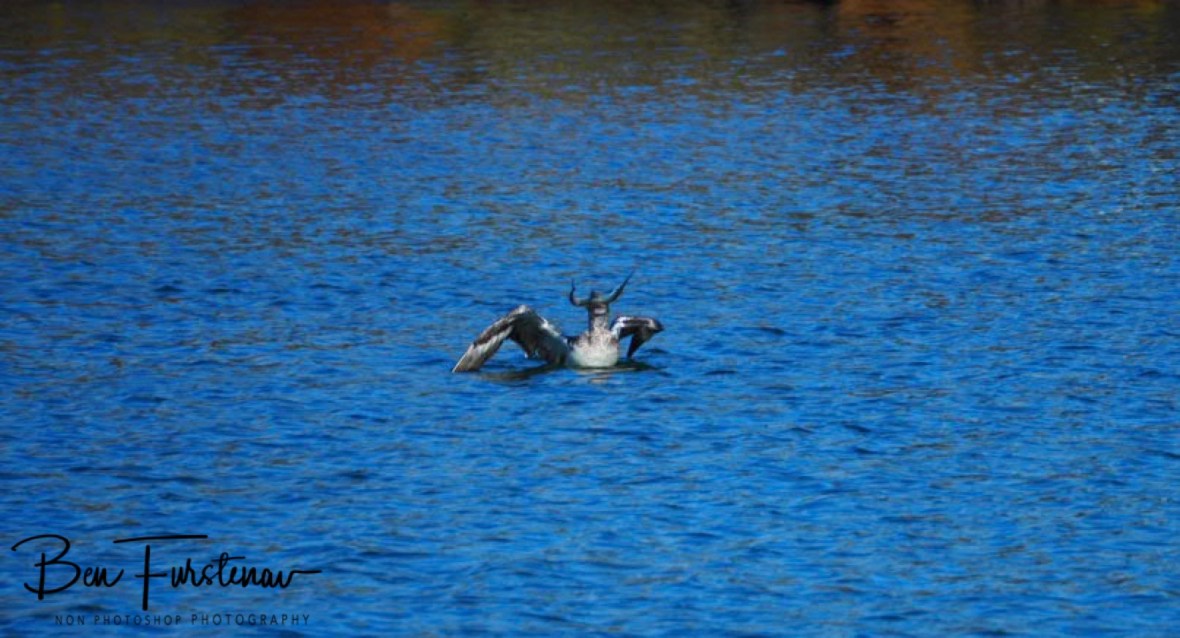 Strugglers  @ Crowdy Head, Northern New South Wales, Australia 