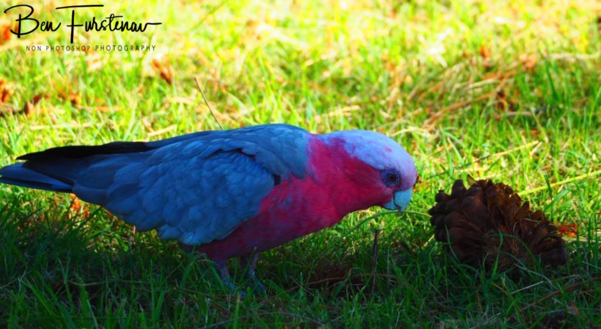 Close inspection @ Evans Head, Northern New South Wales, Australia 