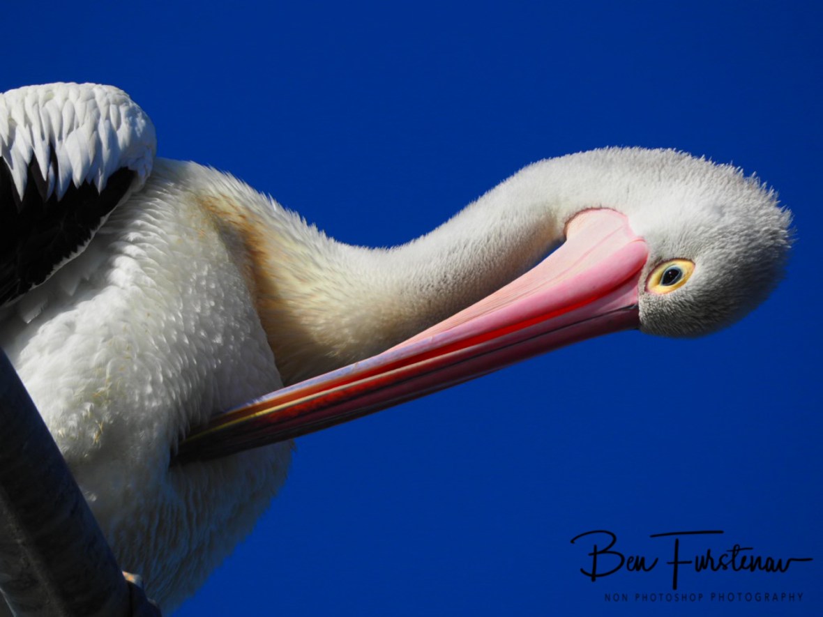 Body scratch @ Evans Head, Northern New South Wales, Australia 