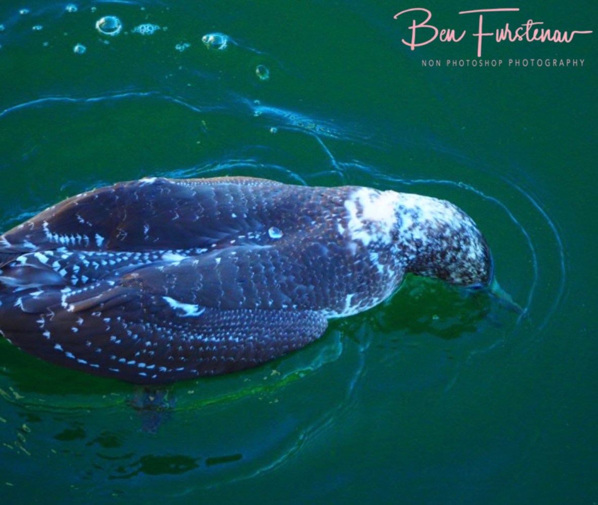 Sticky beak @ Crowdy Head, Northern New South Wales, Australia 
