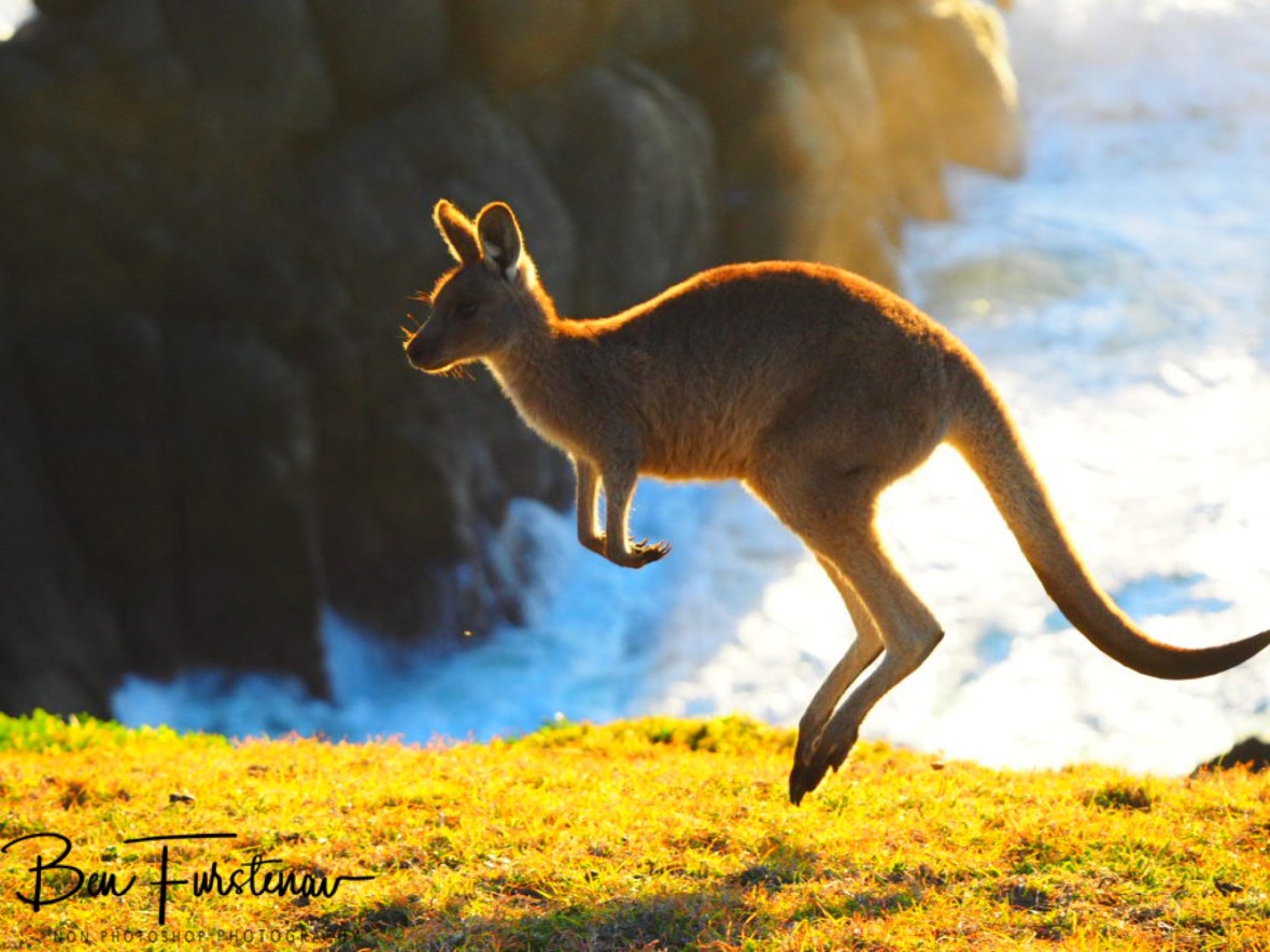 Jump around, jump around! @ Hat Head, Northern New South Wales, Australia