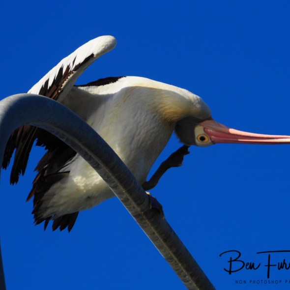 Classic @ Evans Head, Northern New South Wales, Australia