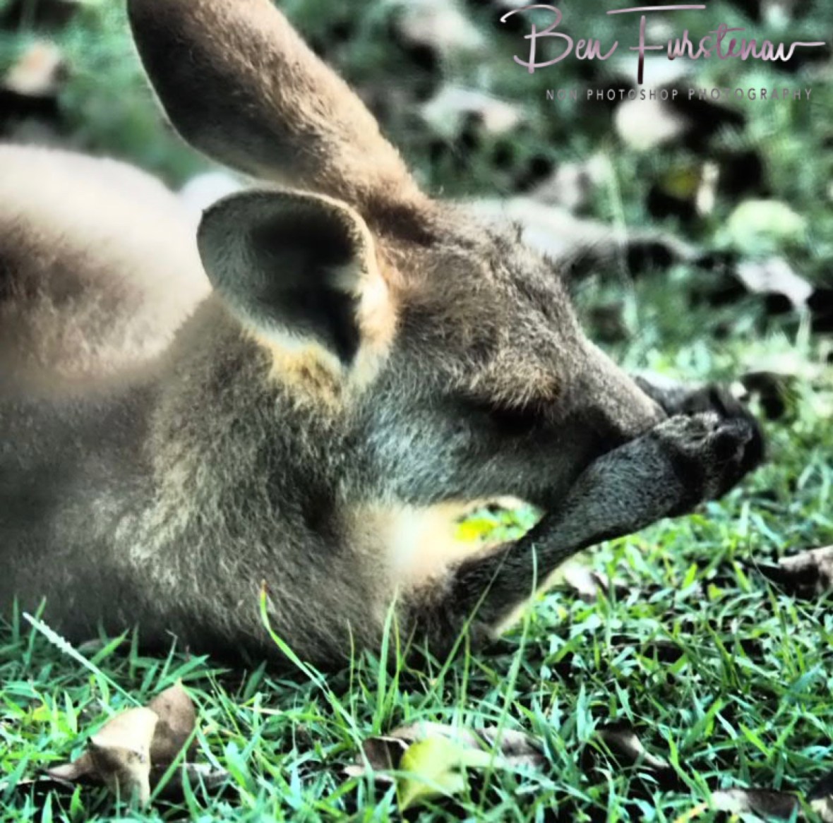 Lying licking @ Woody Head, Northern New South Wales, Australia