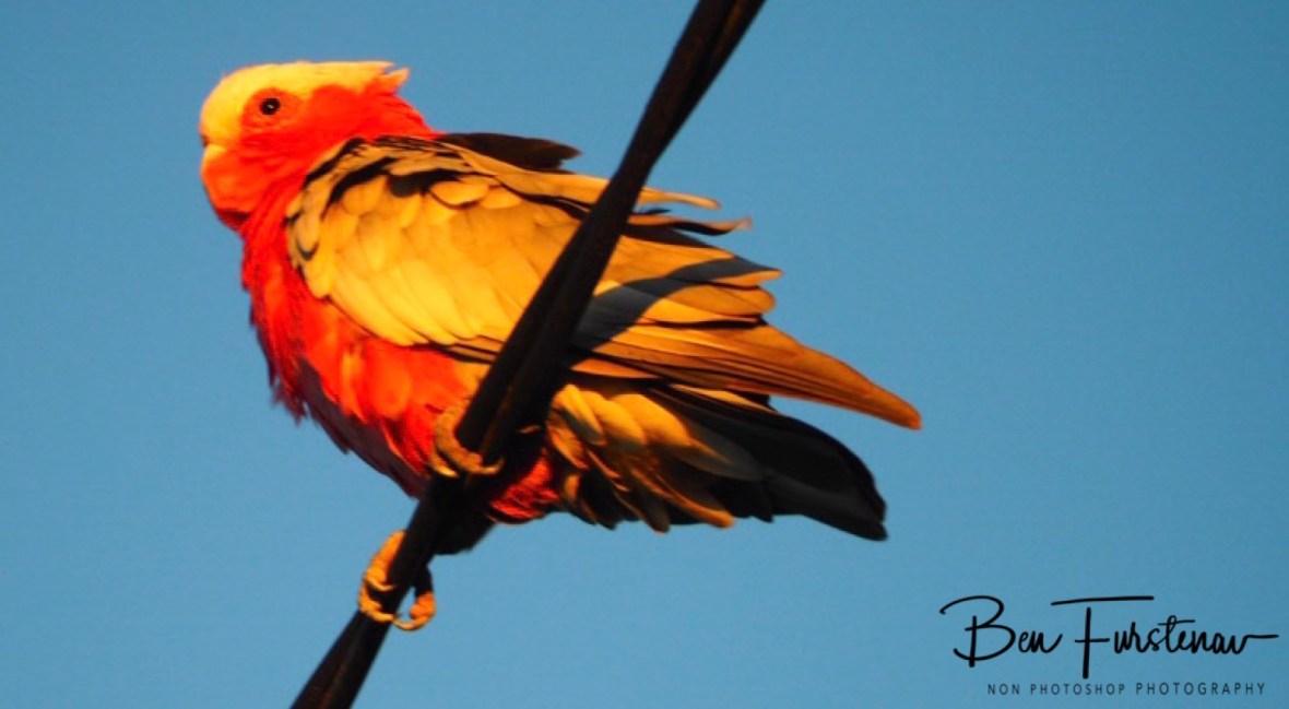 Flaming Galah @ Evans Head, Northern New South Wales, Australia